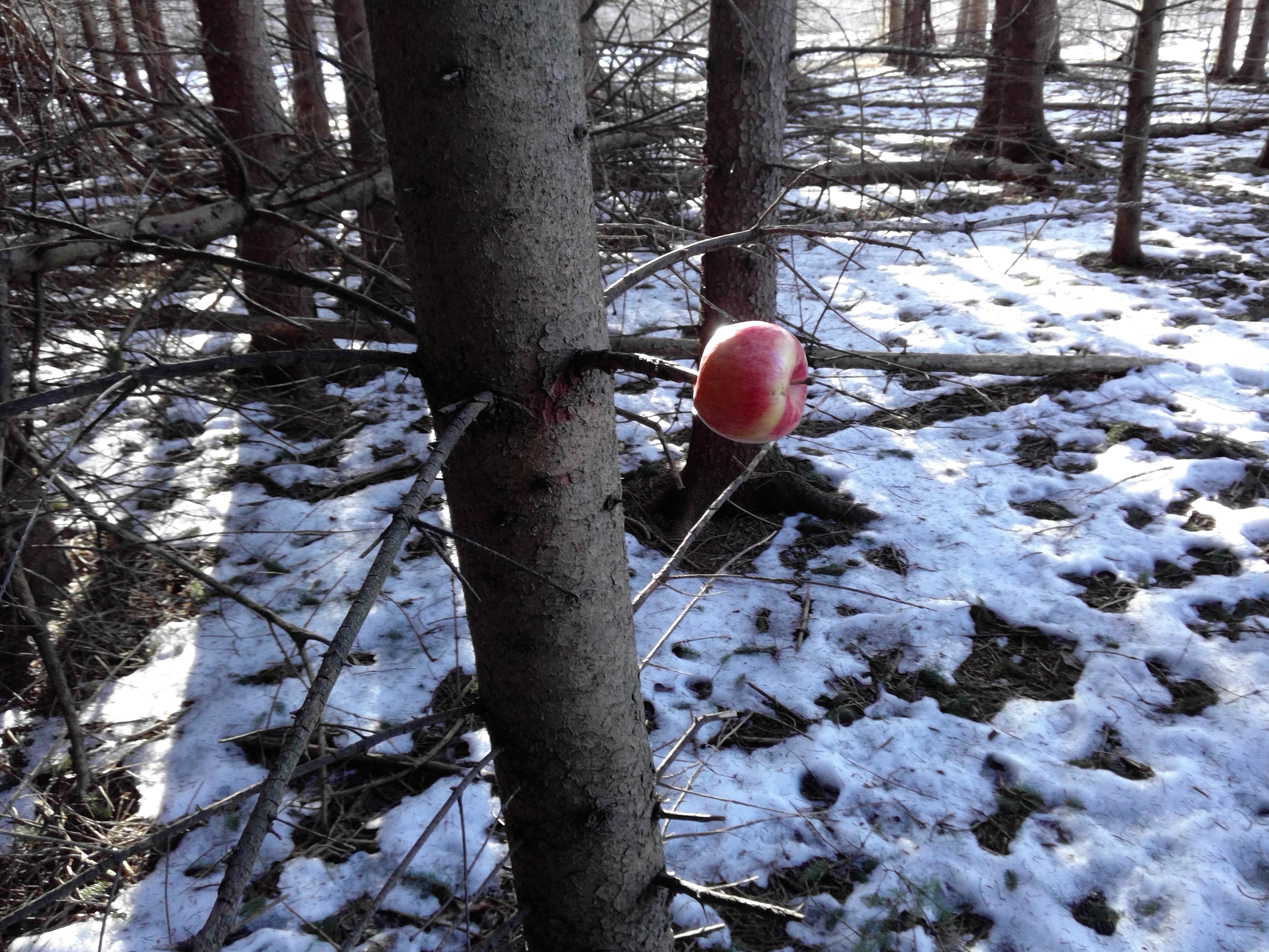 Picture of Pine Forest