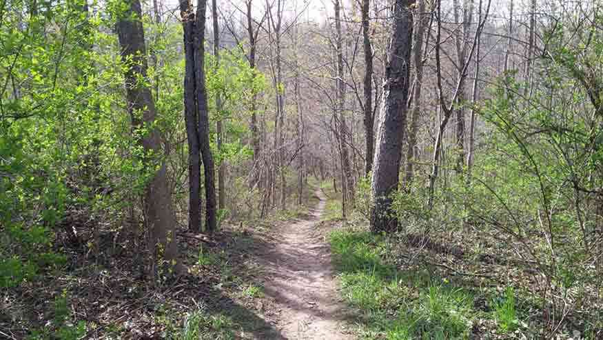 Picture of Pink Trail